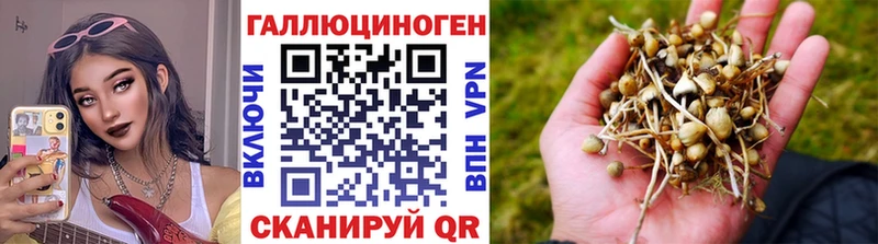 Псилоцибиновые грибы Psilocybine cubensis  Артём 